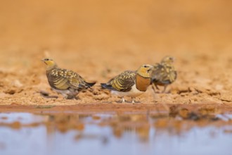 Pin-tailed Sandgrouse (Pterocles alchata) on a farmers field at a water pool, Belchite, Aragon,