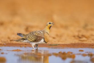 Pin-tailed Sandgrouse (Pterocles alchata) on a farmers field drinking at a water pool, Belchite,