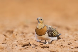 Pin-tailed Sandgrouse (Pterocles alchata) on a farmers field, Belchite, Aragon, Saragossa, Spain