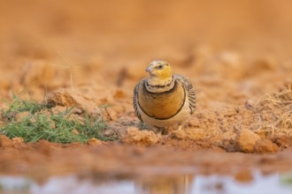 Pin-tailed Sandgrouse (Pterocles alchata) on a farmers field at a water pool, Belchite, Aragon,