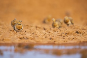 Pin-tailed Sandgrouse (Pterocles alchata) on a farmers field at a water pool, Belchite, Aragon,
