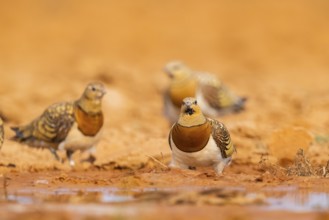 Pin-tailed Sandgrouse (Pterocles alchata) on a farmers field at a water pool, Belchite, Aragon,