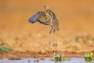 Pin-tailed Sandgrouse (Pterocles alchata) flying on a farmers field at a water pool, Belchite,