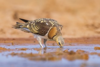 Pin-tailed Sandgrouse (Pterocles alchata) on a farmers field drinking at a water pool, Belchite,