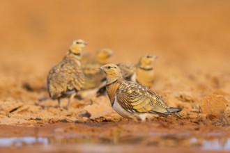 Pin-tailed Sandgrouse (Pterocles alchata) on a farmers field at a water pool, Belchite, Aragon,