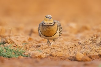 Pin-tailed Sandgrouse (Pterocles alchata) on a farmers field, Belchite, Aragon, Saragossa, Spain