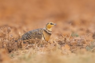 Pin-tailed Sandgrouse (Pterocles alchata) on a farmers field, Belchite, Aragon, Saragossa, Spain