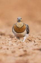 Pin-tailed Sandgrouse (Pterocles alchata) on a farmers field, Belchite, Aragon, Saragossa, Spain