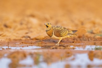 Pin-tailed Sandgrouse (Pterocles alchata) on a farmers field at a water pool, Belchite, Aragon,