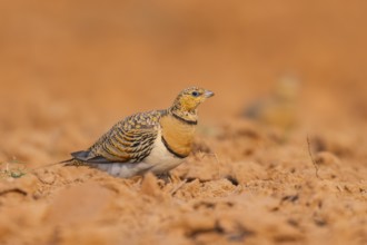 Pin-tailed Sandgrouse (Pterocles alchata) on a farmers field, Belchite, Aragon, Saragossa, Spain