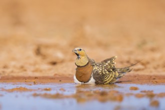 Pin-tailed Sandgrouse (Pterocles alchata) on a farmers field drinking at a water pool, Belchite,