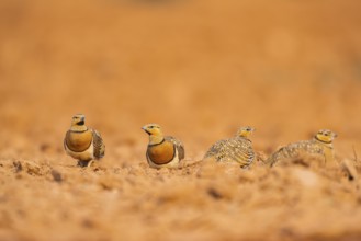 Pin-tailed Sandgrouse (Pterocles alchata) on a farmers field, Belchite, Aragon, Saragossa, Spain