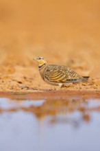 Pin-tailed Sandgrouse (Pterocles alchata) on a farmers field at a water pool, Belchite, Aragon,