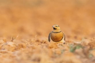 Pin-tailed Sandgrouse (Pterocles alchata) on a farmers field, Belchite, Aragon, Saragossa, Spain