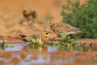 Pin-tailed Sandgrouse (Pterocles alchata) on a farmers field at a water pool, Belchite, Aragon,
