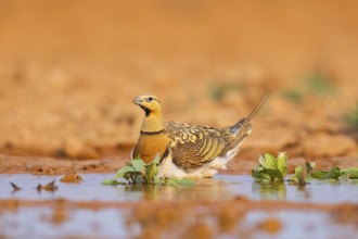 Pin-tailed Sandgrouse (Pterocles alchata) on a farmers field at a water pool, Belchite, Aragon,