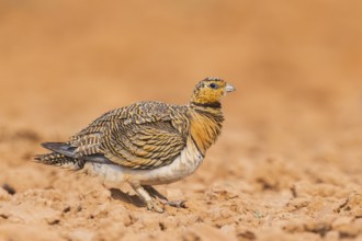 Pin-tailed Sandgrouse (Pterocles alchata) on a farmers field, Belchite, Aragon, Saragossa, Spain