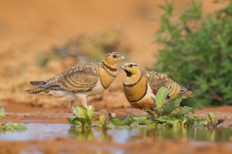 Pin-tailed Sandgrouse (Pterocles alchata) on a farmers field at a water pool, Belchite, Aragon,