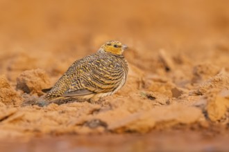 Pin-tailed Sandgrouse (Pterocles alchata) on a farmers field, Belchite, Aragon, Saragossa, Spain