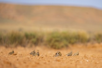 Pin-tailed Sandgrouse (Pterocles alchata) on a farmers field, Belchite, Aragon, Saragossa, Spain