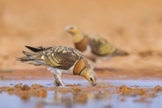 Pin-tailed Sandgrouse (Pterocles alchata) on a farmers field drinking at a water pool, Belchite,