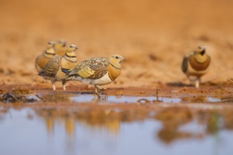 Pin-tailed Sandgrouse (Pterocles alchata) on a farmers field at a water pool, Belchite, Aragon,