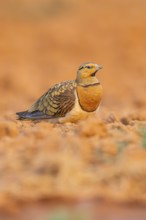 Pin-tailed Sandgrouse (Pterocles alchata) on a farmers field, Belchite, Aragon, Saragossa, Spain