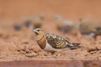 Pin-tailed Sandgrouse (Pterocles alchata) on a farmers field, Belchite, Aragon, Saragossa, Spain