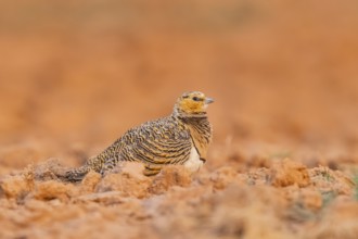 Pin-tailed Sandgrouse (Pterocles alchata) on a farmers field, Belchite, Aragon, Saragossa, Spain