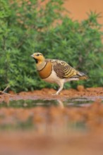 Pin-tailed Sandgrouse (Pterocles alchata) on a farmers field at a water pool, Belchite, Aragon,