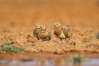 Pin-tailed Sandgrouse (Pterocles alchata) on a farmers field at a water pool, Belchite, Aragon,