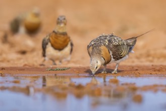 Pin-tailed Sandgrouse (Pterocles alchata) on a farmers field drinking at a water pool, Belchite,