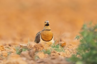 Pin-tailed Sandgrouse (Pterocles alchata) on a farmers field, Belchite, Aragon, Saragossa, Spain