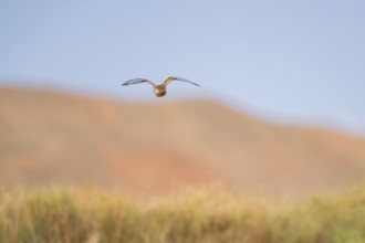 Pin-tailed Sandgrouse (Pterocles alchata) flying, Belchite, Aragon, Saragossa, Spain