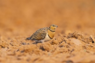 Pin-tailed Sandgrouse (Pterocles alchata) on a farmers field, Belchite, Aragon, Saragossa, Spain