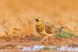 Pin-tailed Sandgrouse (Pterocles alchata) on a farmers field at a water pool, Belchite, Aragon,