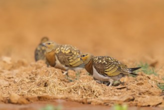Pin-tailed Sandgrouse (Pterocles alchata) on a farmers field, Belchite, Aragon, Saragossa, Spain