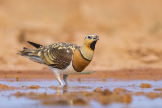 Pin-tailed Sandgrouse (Pterocles alchata) on a farmers field drinking at a water pool, Belchite,