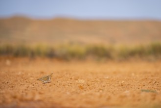Pin-tailed Sandgrouse (Pterocles alchata) on a farmers field, Belchite, Aragon, Saragossa, Spain