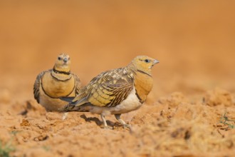 Pin-tailed Sandgrouse (Pterocles alchata) on a farmers field, Belchite, Aragon, Saragossa, Spain