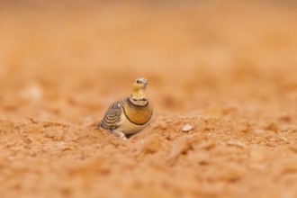 Pin-tailed Sandgrouse (Pterocles alchata) on a farmers field, Belchite, Aragon, Saragossa, Spain