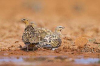 Pin-tailed Sandgrouse (Pterocles alchata) on a farmers field at a water pool, Belchite, Aragon,