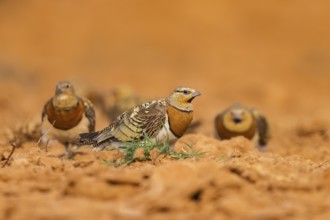Pin-tailed Sandgrouse (Pterocles alchata) on a farmers field, Belchite, Aragon, Saragossa, Spain