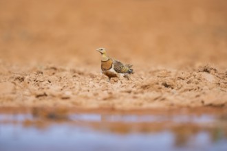 Pin-tailed Sandgrouse (Pterocles alchata) on a farmers field at a water pool, Belchite, Aragon,