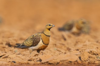Pin-tailed Sandgrouse (Pterocles alchata) on a farmers field, Belchite, Aragon, Saragossa, Spain