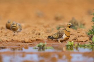 Pin-tailed Sandgrouse (Pterocles alchata) on a farmers field at a water pool, Belchite, Aragon,