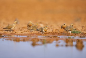 Pin-tailed Sandgrouse (Pterocles alchata) on a farmers field at a water pool, Belchite, Aragon,