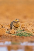 Pin-tailed Sandgrouse (Pterocles alchata) on a farmers field at a water pool, Belchite, Aragon,