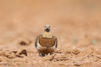 Pin-tailed Sandgrouse (Pterocles alchata) on a farmers field, Belchite, Aragon, Saragossa, Spain