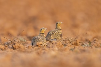 Pin-tailed Sandgrouse (Pterocles alchata) on a farmers field, Belchite, Aragon, Saragossa, Spain
